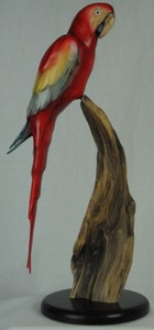 Scarlet Macaw